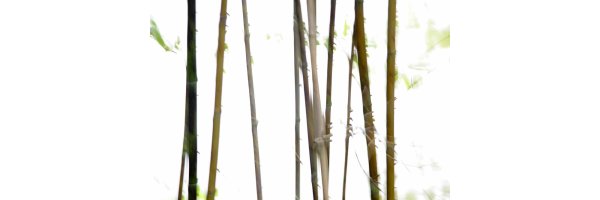 Thin Bamboo