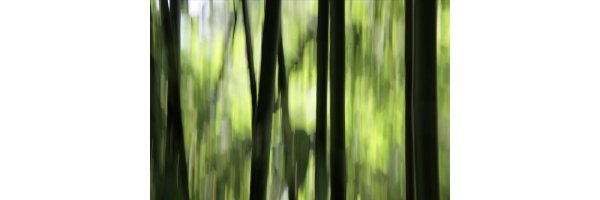 Bamboo blur