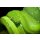 AS Creation XXL Nature 2010 Green Snake 0310-41 , 31041  2m x 1.33m Fototapete
