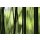 AS Creation XXL Nature 2011 Bamboo blur 0362-81 , 36281  2m x 1.33m Fototapete