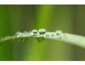 AS Creation XXL Nature 2011 Blade of grass 0363-21 ,...