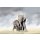 AS Creation XXL Nature 2011 ElephantFamily 0364-41 , 36441  2m x 1.33m Fototapete