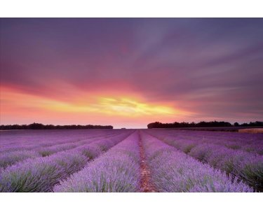 AS Creation XXL Nature 2011 Lavender field 0365-11 , 36511  2m x 1.33m Fototapete