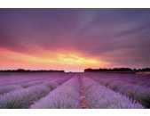 AS Creation XXL Nature 2011 Lavender field 0365-11 ,...
