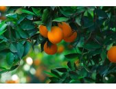 AS Creation XXL Food 2011 Orange tree 0366-91 , 36691  2m...