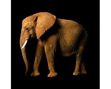 AS Creation AP Digital Elefant Side 4700-34 , 470034  2m x 1.33m Fototapete
