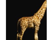 AS Creation AP Digital Giraffe 4700-35 , 470035  2m x...