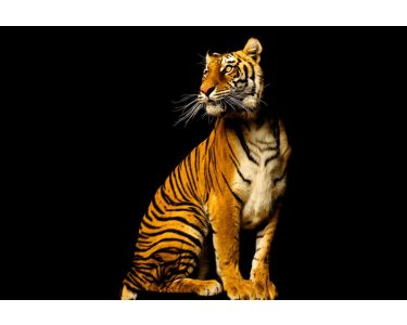 AS Creation AP Digital Tiger 4700-38 , 470038  2m x 1.33m Fototapete