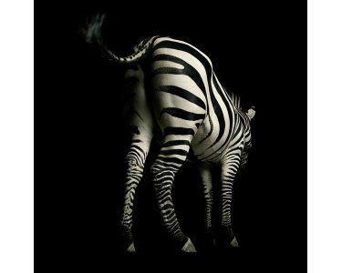 AS Creation AP Digital Zebra 4700-39 , 470039  2m x 1.33m Fototapete