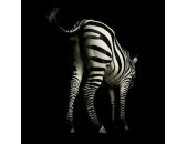 AS Creation AP Digital Zebra 4700-39 , 470039  2m x 1.33m...