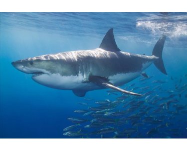 AS Creation AP Digital White Shark 4700-97 , 470097  2m x 1.33m Fototapete