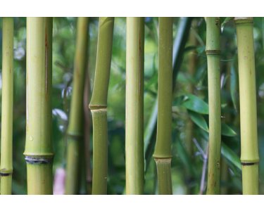 AS Creation AP Digital Bamboo 4701-37 , 470137  2m x 1.33m Fototapete