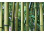 AS Creation AP Digital Bamboo 4701-37 , 470137  2m x...