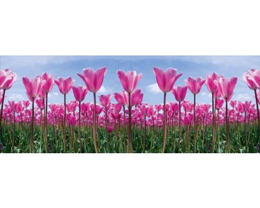 AS Creation AP Digital Tulip Forest 4701-41 , 470141  2m x 1.33m Fototapete