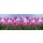 AS Creation AP Digital Tulip Forest 4701-41 , 470141  2m x 1.33m Fototapete