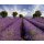 AS Creation XXL Nature 2010 Lavender 0410-12 , 41012  3m x 2.5m Fototapete