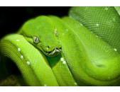 AS Creation XXL Nature 2010 Green Snake 0310-46 , 31046...