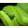 AS Creation XXL Nature 2010 Green Snake 0410-42 , 41042  3m x 2.5m Fototapete