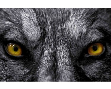 AS Creation XXL Eyecatcher 2011 Wolf eyes 0460-91 , 46091  2m x 1.33m Fototapete