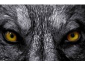 AS Creation XXL Eyecatcher 2011 Wolf eyes 0460-91 , 46091...