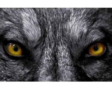 AS Creation XXL Eyecatcher 2011 Wolf eyes 0460-94 , 46094  5m x 3.33m Fototapete