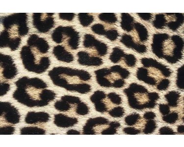 AS Creation XXL Eyecatcher 2011 Leopard skin 0461-71 , 46171  2m x 1.33m Fototapete