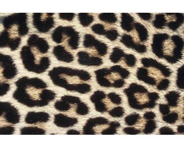 AS Creation XXL Eyecatcher 2011 Leopard skin 0461-73 , 46173  4m x 2.67m Fototapete