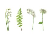 AS Creation XXL Nature 2011 White flowers 0462-02 , 46202...