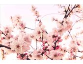 AS Creation XXL Nature 2011 Cherry Blossom 0462-41 ,...