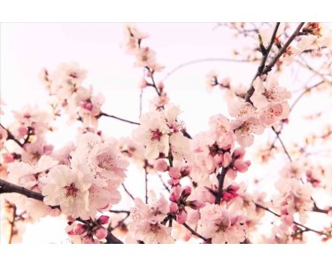AS Creation XXL Nature 2011 Cherry Blossom 0462-44 , 46244  5m x 3.33m Fototapete