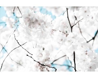 AS Creation XXL Nature 2011 White blossom 0462-54 , 46254  5m x 3.33m Fototapete