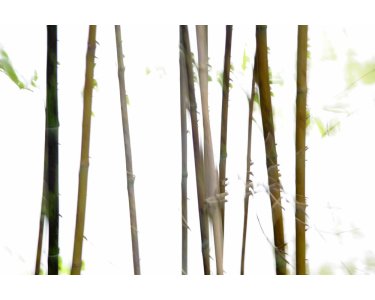 AS Creation XXL Nature 2011 Thin Bamboo 0462-71 , 46271  2m x 1.33m Fototapete