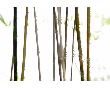 AS Creation XXL Nature 2011 Thin Bamboo 0462-73 , 46273  4m x 2.67m Fototapete