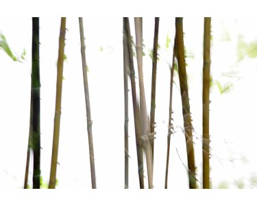 AS Creation XXL Nature 2011 Thin Bamboo 0462-74 , 46274  5m x 3.33m Fototapete
