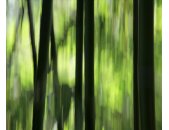 AS Creation XXL Nature 2011 Bamboo blur 0462-82 , 46282...