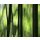 AS Creation XXL Nature 2011 Bamboo blur 0462-82 , 46282  3m x 2.5m Fototapete
