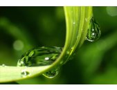 AS Creation XXL Nature 2011 GrassDewdrops2 0463-44 ,...