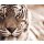 AS Creation XXL Nature 2011 Tiger 0464-22 , 46422  3m x 2.5m Fototapete