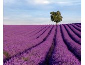 AS Creation XXL Nature 2011 Lavender field 0465-02 ,...