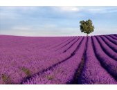AS Creation XXL Nature 2011 Lavender field 0465-03 ,...