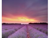 AS Creation XXL Nature 2011 Lavender field 0465-12 ,...