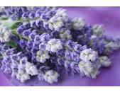 AS Creation XXL Nature 2011 Lavender bunch 0465-21 ,...