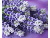 AS Creation XXL Nature 2011 Lavender bunch 0465-22 ,...
