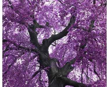AS Creation XXL Nature 2011 Purple tree 0465-92 , 46592  3m x 2.5m Fototapete
