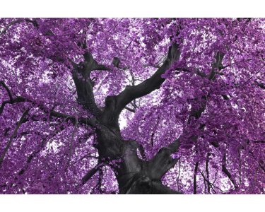 AS Creation XXL Nature 2011 Purple tree 0465-93 , 46593  4m x 2.67m Fototapete