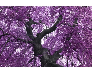 AS Creation XXL Nature 2011 Purple tree 0465-94 , 46594  5m x 3.33m Fototapete