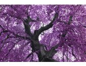 AS Creation XXL Nature 2011 Purple tree 0465-94 , 46594...