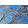 AS Creation XXL Nature 2011 Calming 2 0470-64.1 , 47064.1  3m x 2.50m Fototapete