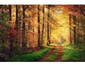 AS Creation XXL Wallpaper 3 Autumn Forest 2 Fototapete...