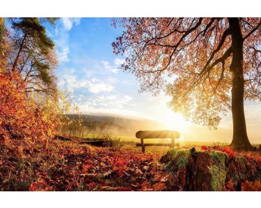 AS Creation XXL Wallpaper 3 Autumn Morning Fototapete 470644